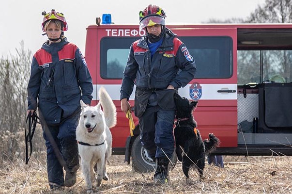 Уши, лапы и нюх: столичные служебные собаки помогли спасти 25 человек в этом году
