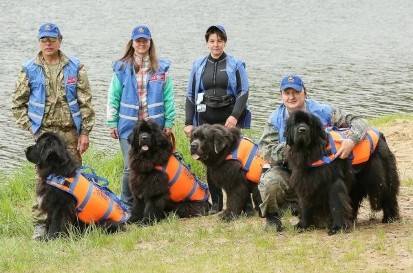 Как собаки помогают спасать людей на водоёмах столицы